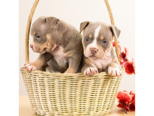 IMG 5579 �������1