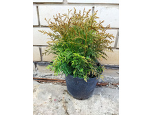 4 ����, ���� ��� ������������� �������� (Woodwardii).jpg