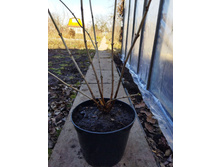 Photo 2025-03-30 12-12-41.jpg