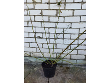 Photo 2025-04-02 10-30-03.jpg