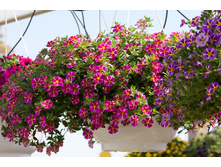 ���������� RAVE PINK 155�