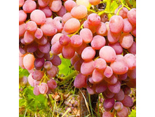 3 � 700 � +%, ��������, ���� ������ �������