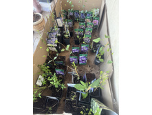 ����� ���� ��������