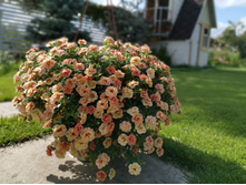 ���������� ALOHA DOUBLE APRICOT 155�