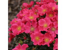 ����� ��� +25�