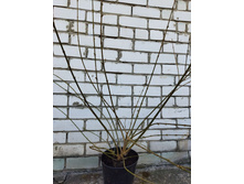 Photo 2025-04-02 10-14-30.jpg