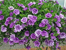 ���������� ALOHA DOUBLE LAVENDER 155�