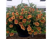 ���������� MINIFAMOUS NEO DOUBLE ORANGETASTIC 160�
