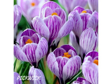 Pickwick (���. � ��. 10) ������ ���� 2,42 ���� �������� 4 ��.jpg