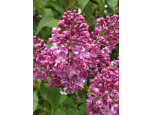 IMG 20250507 144301.jpg