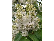 IMG 20250507 143710.jpg