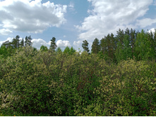 20250517 ������-300 �������� 56 132121.jpg