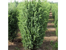 ������������ ���������� ������ (Meyeri) � 40-50, 1320 ���