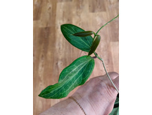 Hoya sp.Philippines.