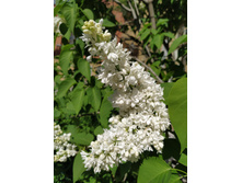 IMG 20250505 143442.jpg