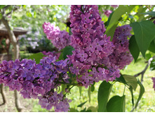 IMG 20250505 143306.jpg