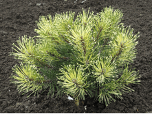 ����� ������ (Pinus mugo Sunshine) C2 5-15, 2804 ���
