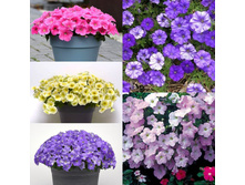 ����� ��� ����