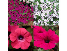 ����� ������