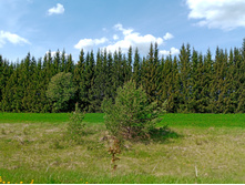 20250517 ������-300 �������� 56 134936.jpg