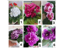 ������� ������ �� ���� - 50�/��