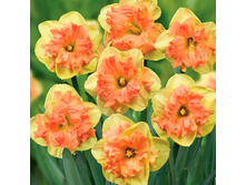 Vanilla Peach (���. � ��. 5) ������� ���� 3,47 ���� �������� 4 ��.jpg