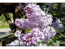 IMG 20250505 143344.jpg