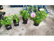 �������