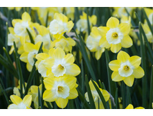 Pipit (���. � ��. 10) ������� ���� 2,77 ���� �������� 1��.jpeg