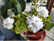 ���������� Mini Diane