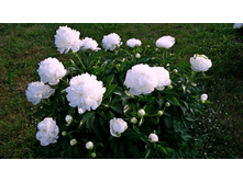 Amalia Olson ���� 8 ���� �������� 2��.png