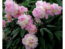 Sorbet ���� 5,81 ���� �������� 2��.jpeg