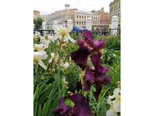 IMG 20250603 181257.jpg