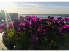 IMG 20250527 184215.jpg