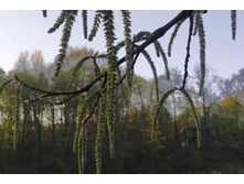 IMG 20250424 182602.jpg