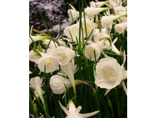 White Petticoat (��.10��) ���� 4,24 ���� �������� 5 ��.jpg