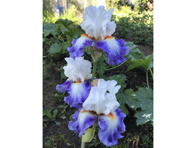 �������� ����� 300 ���