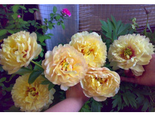 Canary Brilliants ���� 10,8 ���� �������� 1��.jpg