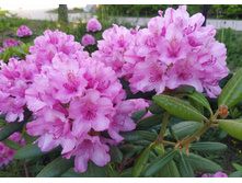 IMG 20250527 185032.jpg