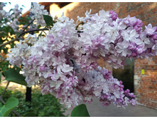 IMG 20250527 182932.jpg