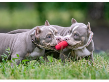 ������� � �������