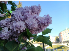 IMG 20250527 182644.jpg