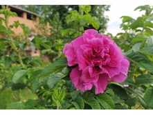 IMG 20250603 185910.jpg