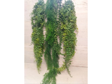 ������� ��������� ����: ������ ����� � ��������� �� ��������� ����������� � �����������