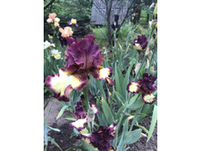 ����� ���� ���� 200 ���