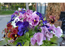 IMG 20250527 183327.jpg