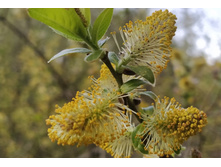 IMG 20250424 181855.jpg