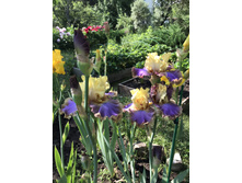 ��� �����  300 ���