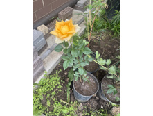 ���� �����-���������