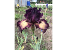 �������� 250 ���